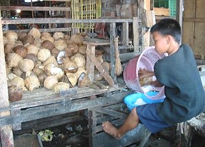 Coconut production in Samar