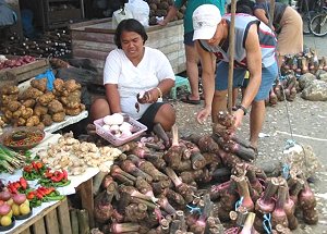 Rootcrops in Samar